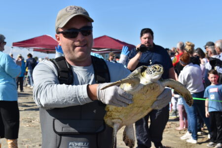 Sea turtle release
