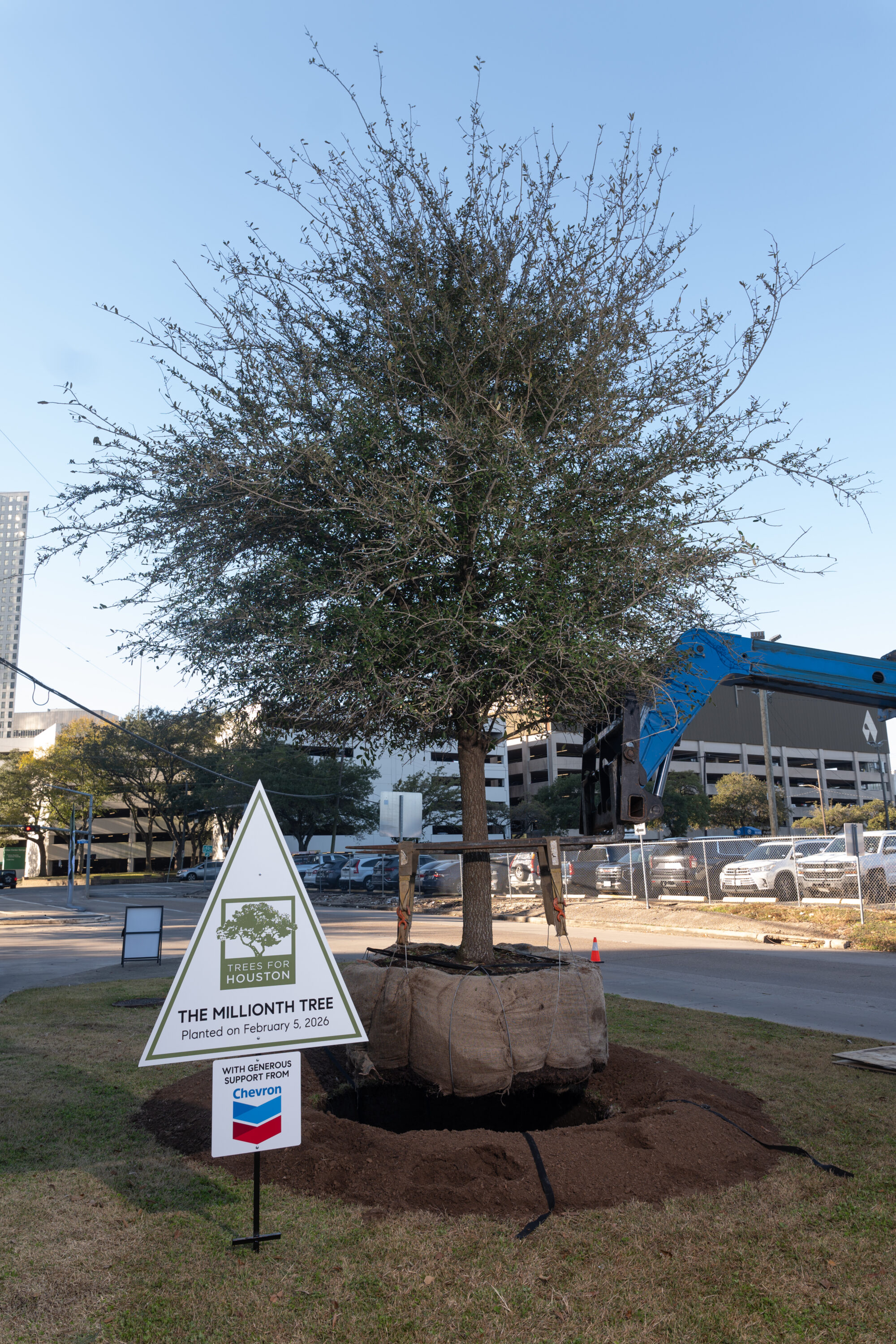 Nonprofit Trees For Houston plants its millionth tree – Houston Public ...