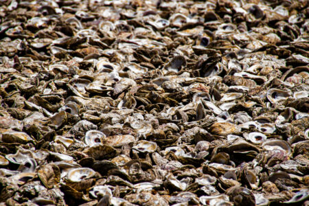 Galveston Bay Foundation oyster recycling program