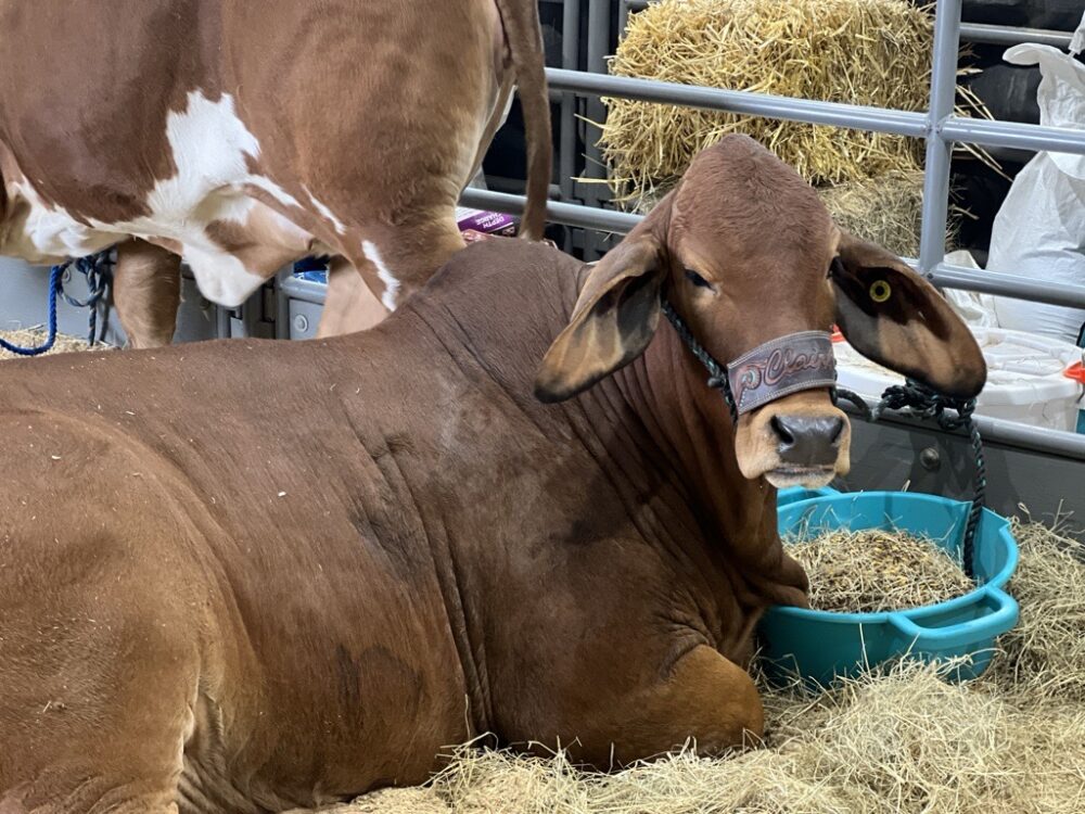 Houston Rodeo Farm Animals Houston Livestock Show and Rodeo – Houston Public Media
