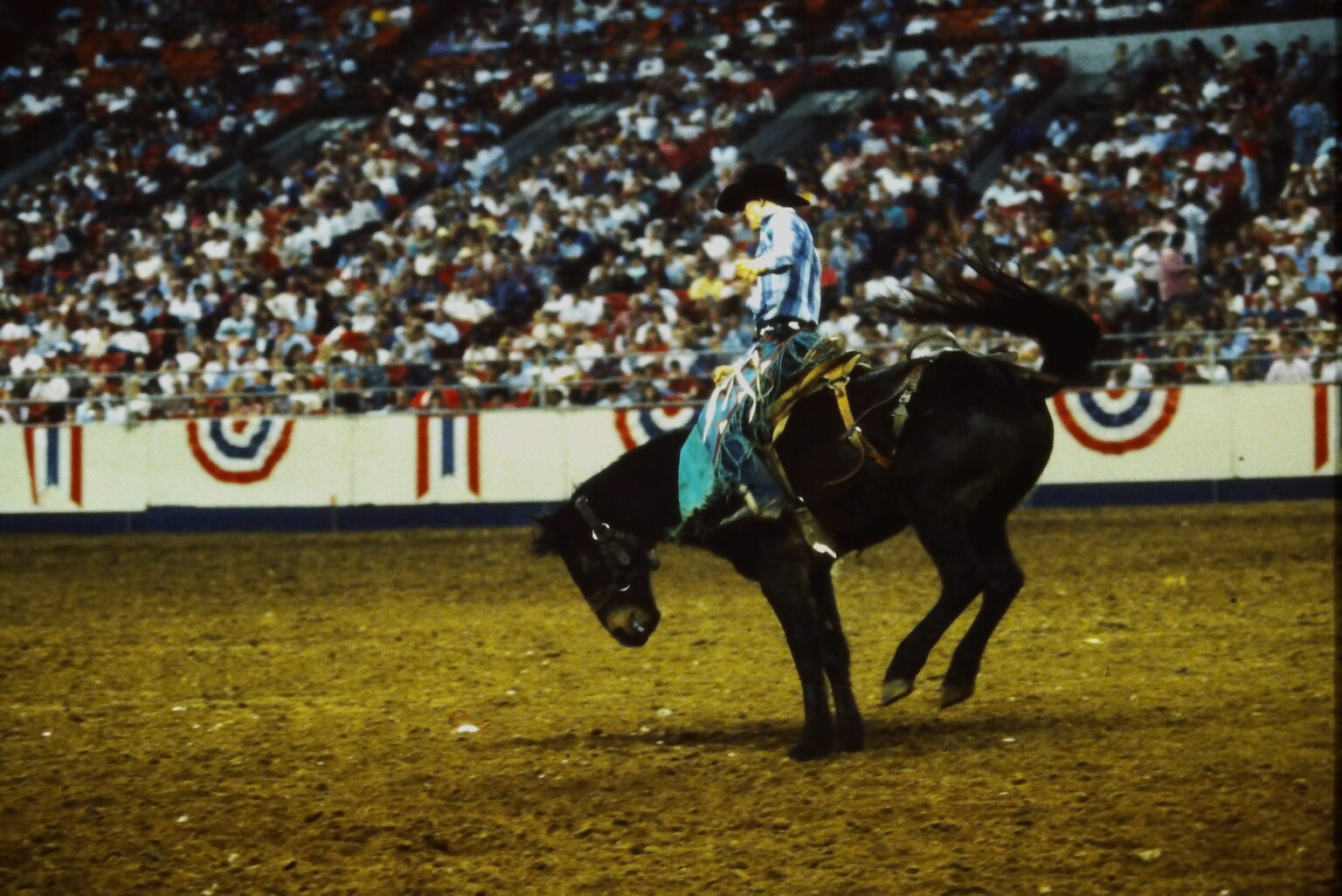 Legendary bull Bodacious becomes first animal inducted into ...
