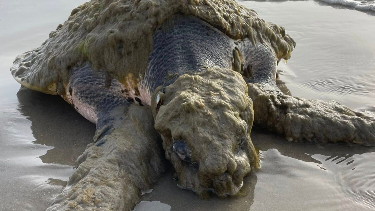 Sea Turtles Rescued Critically endangered sea turtle rescued in Galveston, recovering at ...