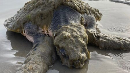 Kemp's ridley sea turtle