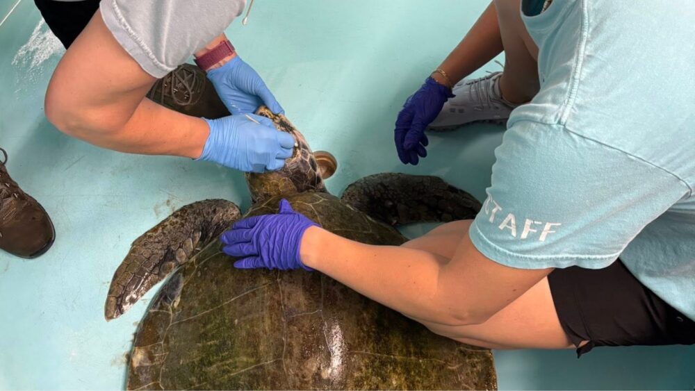 Critically endangered sea turtle rescued in Galveston, recovering at ...