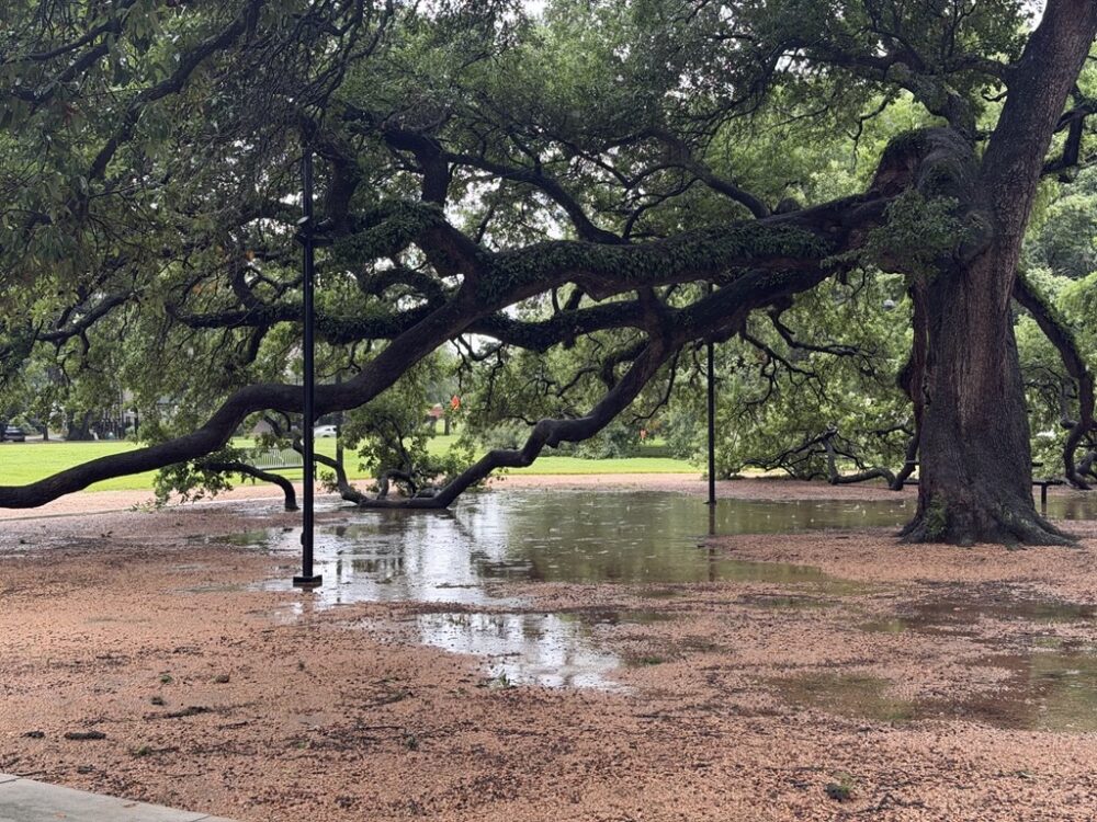 Rain water begins to collect at Elizabeth Baldwin Park in Hosuton on Friday, May 1, 2026. (Photo Credit: Andrew Schneider/HPM)