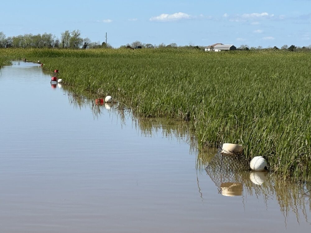 Crawfish traps at the Double Bayou Crawfish Farm in Anahuac, Texas on Wednesday, March 18, 2026. (Photo Credit: Natalie Weber / Houston Public Media)