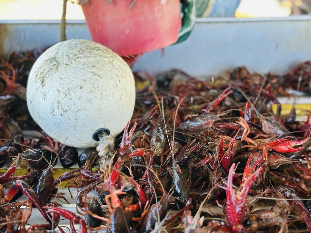 Crawfish harvested by Christian Burns at the Double Bayou Crawfish Farm in Anahuac, Texas on Wednesday, March 18, 2026. (Photo Credit: Natalie Weber / Houston Public Media)