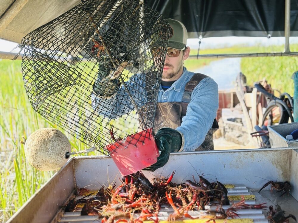 Christian Burns empties crawfish from a trap on Wednesday, March 18, 2026. (Photo Credit: Natalie Weber / Houston Public Media)