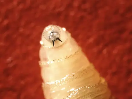 First New World screwworm case confirmed in South Texas