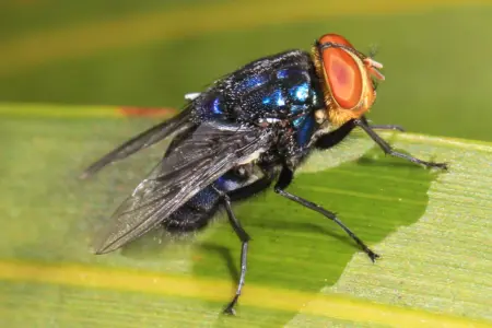 Here's what officials are doing to stop the spread of New World screwworm in Texas