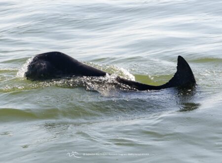 Meet Dino, the flukeless dolphin that was found beating the odds in Galveston Bay
