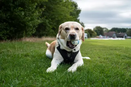 What Texas pet owners need to know about New World screwworm