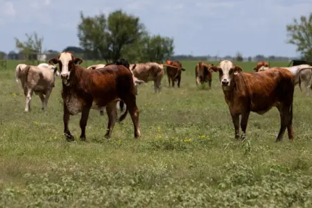 USDA confirms two more New World screwworm cases in Texas