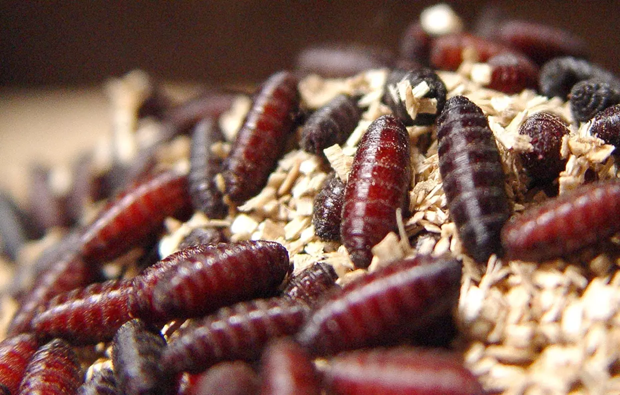 Weeks before Texas screwworm cases, state lawmakers were warned of ...