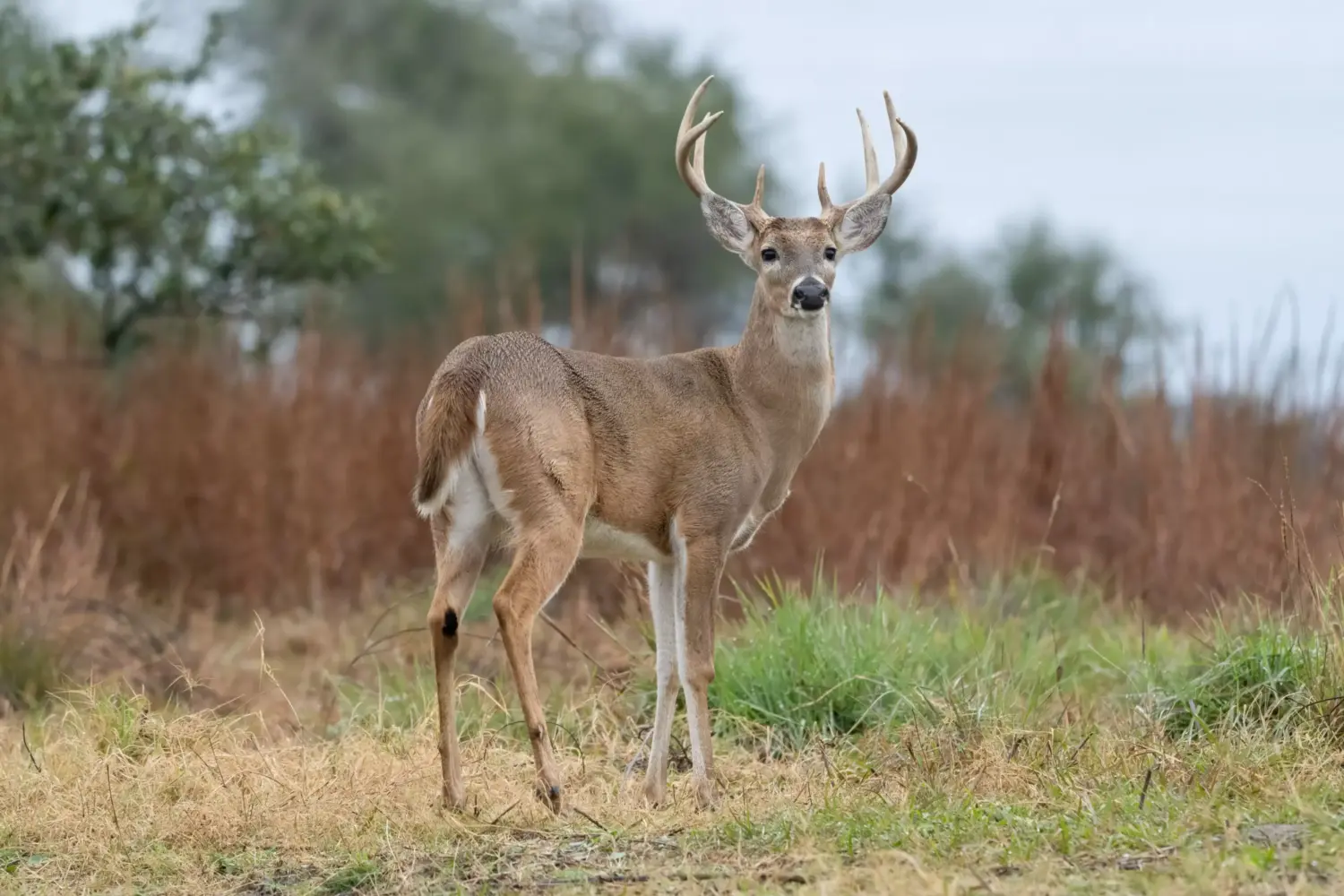 ‘We didn’t have a lot of deer’: Screwworm threat revives old fears in South Texas