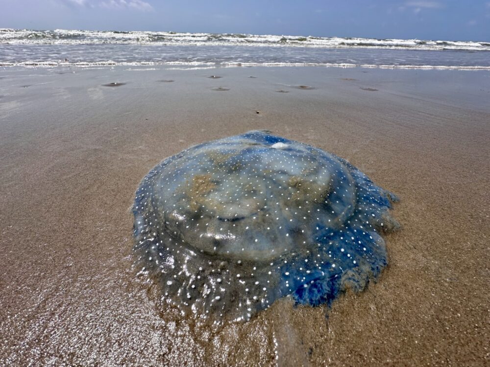 Australian spotted jellyfish