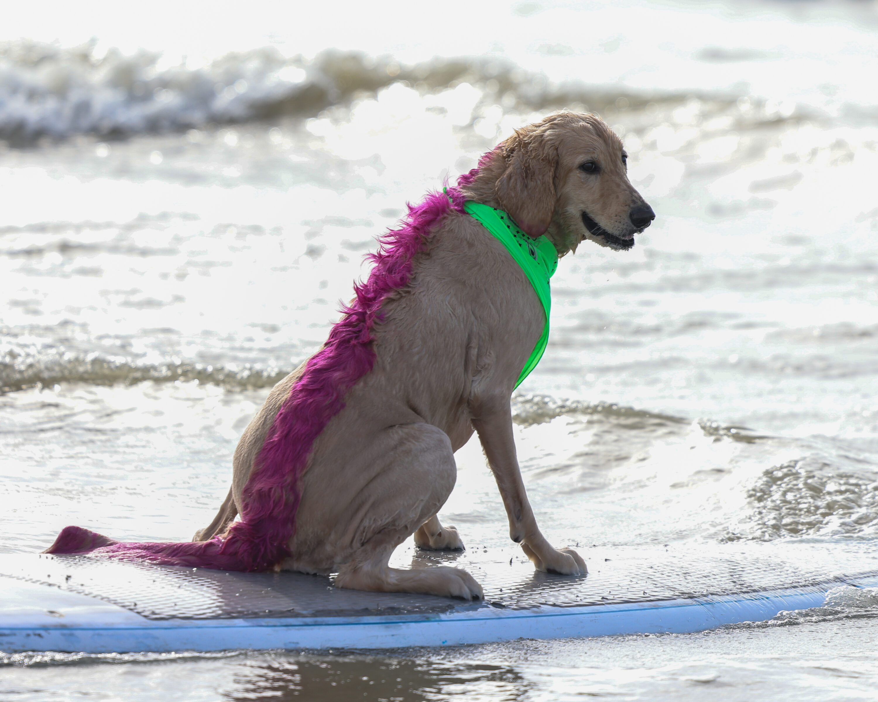 PHOTOS: Galveston Island's 13th annual dog surfing competition