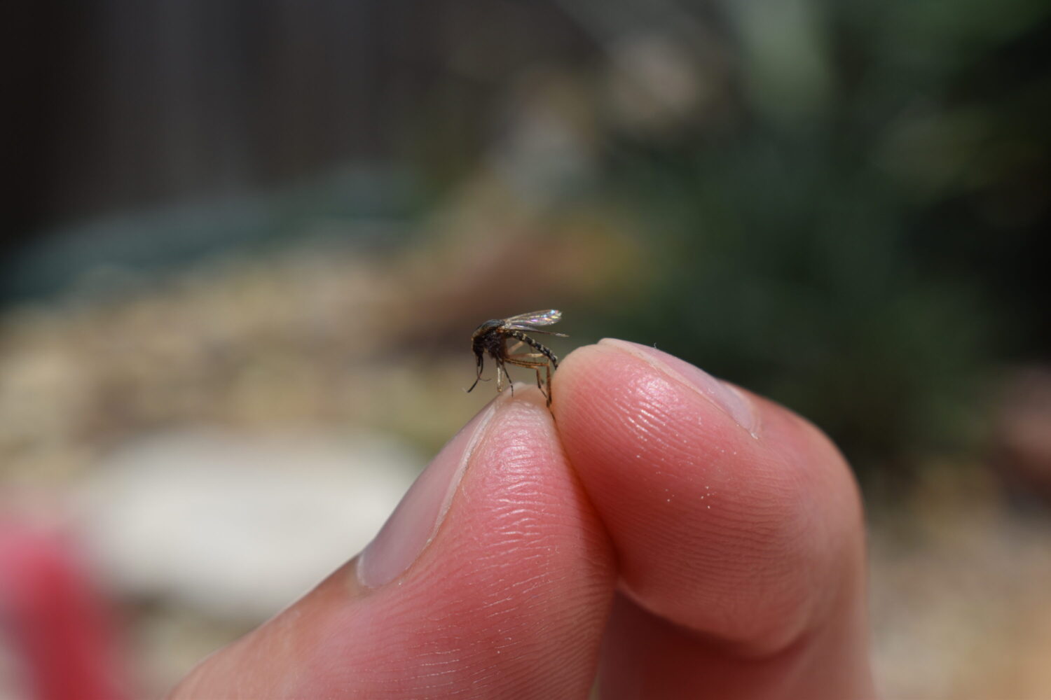 Galveston County health officials report neuroinvasive West Nile virus case in resident | Houston Public Media