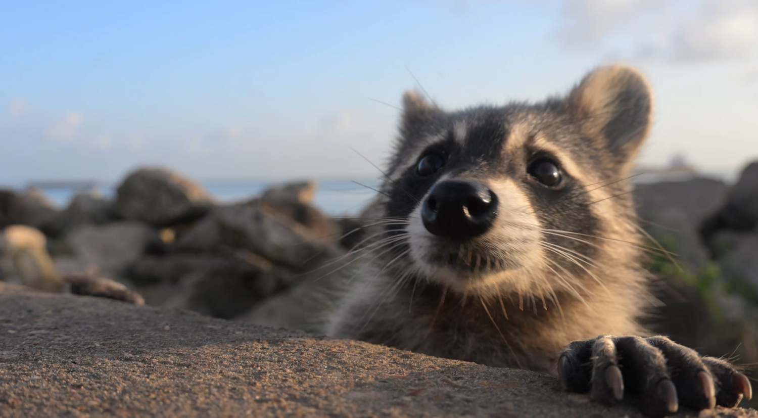 Galveston officials urge visitors to stop feeding raccoons along Seawall after seven reported bites