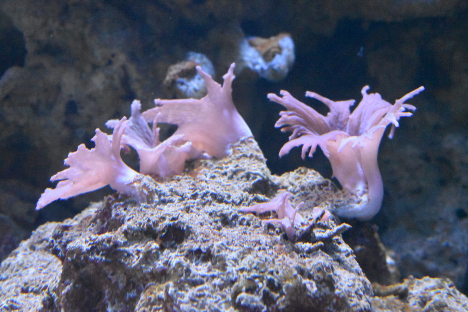 Coral reefs face bleaching threats as Texas Gulf trends warmer