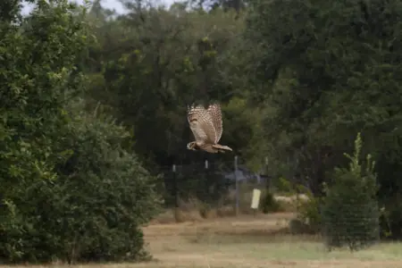 Months after rescue, a now-famous Texas owlet was released at Wildflower Center