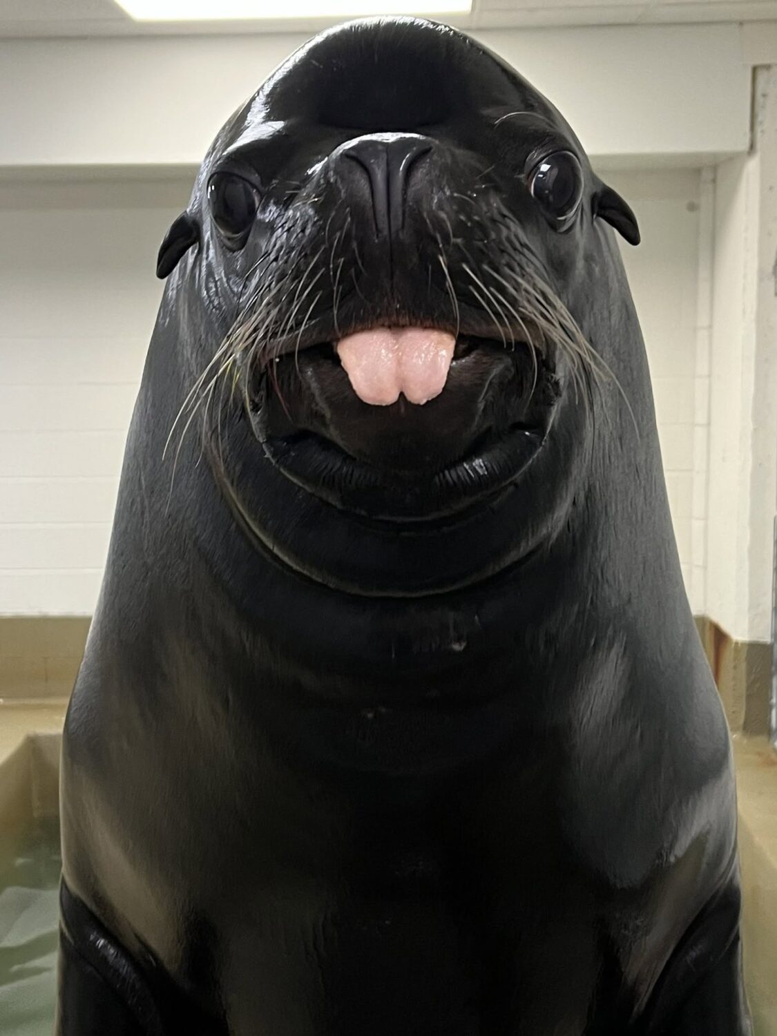 Galveston community mourns the loss of beloved sea lion Sam, known for ‘famous bark'